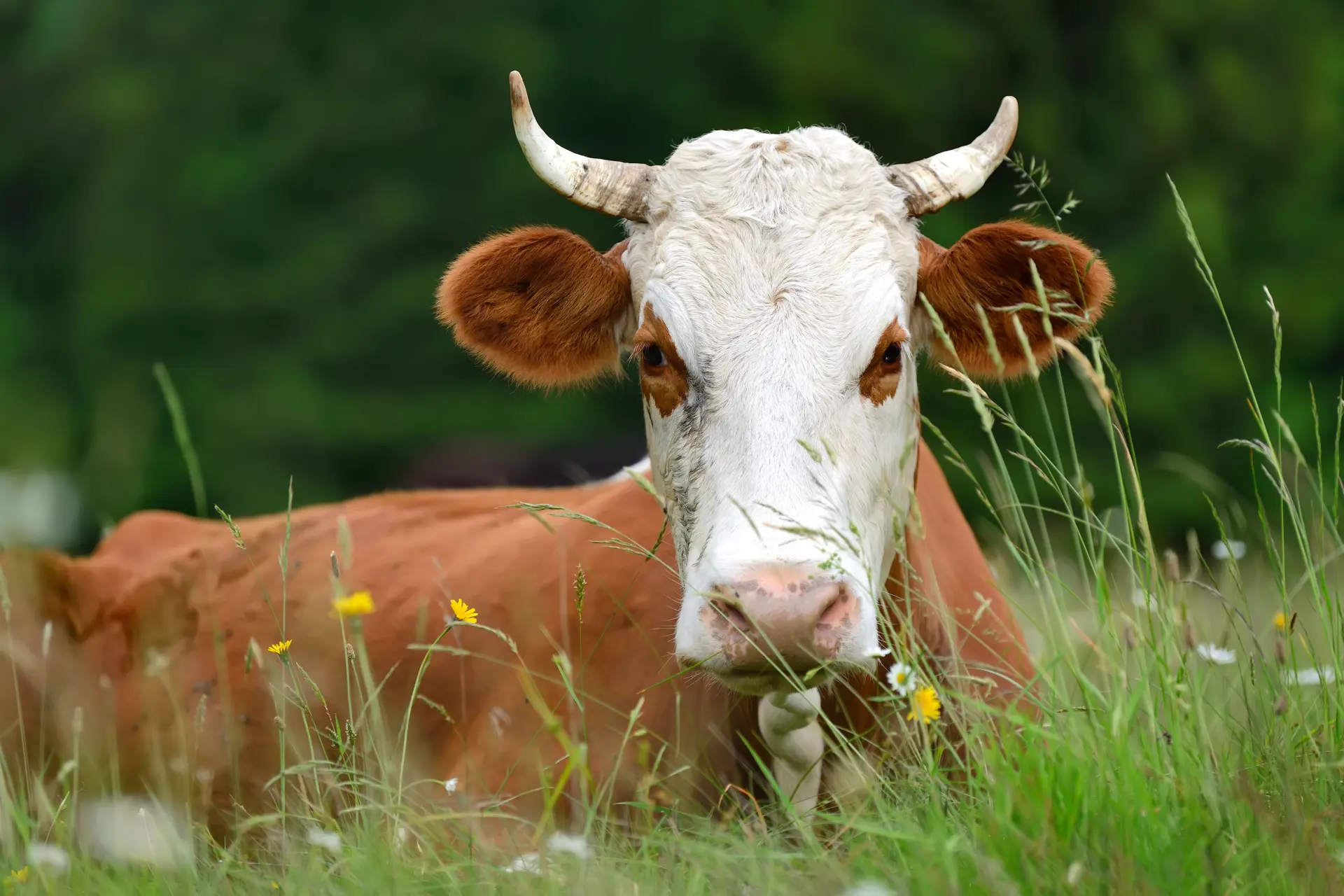 Ko ligger på græsmark